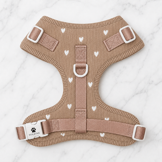 Cavapoo w szelkach Soleine Caramel Hearts przed kawiarnią z różami
